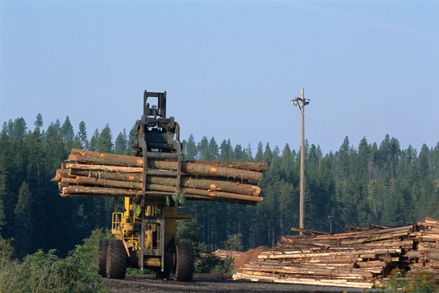 What is The Best Chainsaw For Logging?