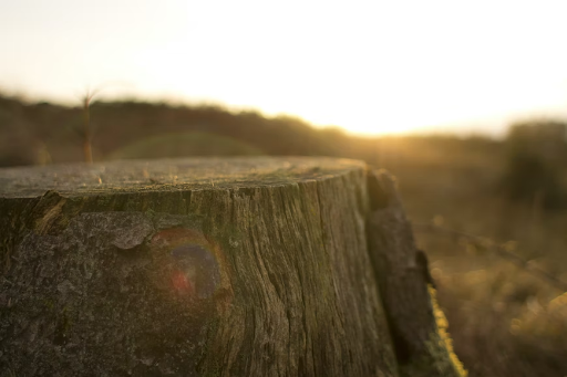 How To Use and Sharpen Stump Grinder Teeth: Our Guide To Stump Grinders