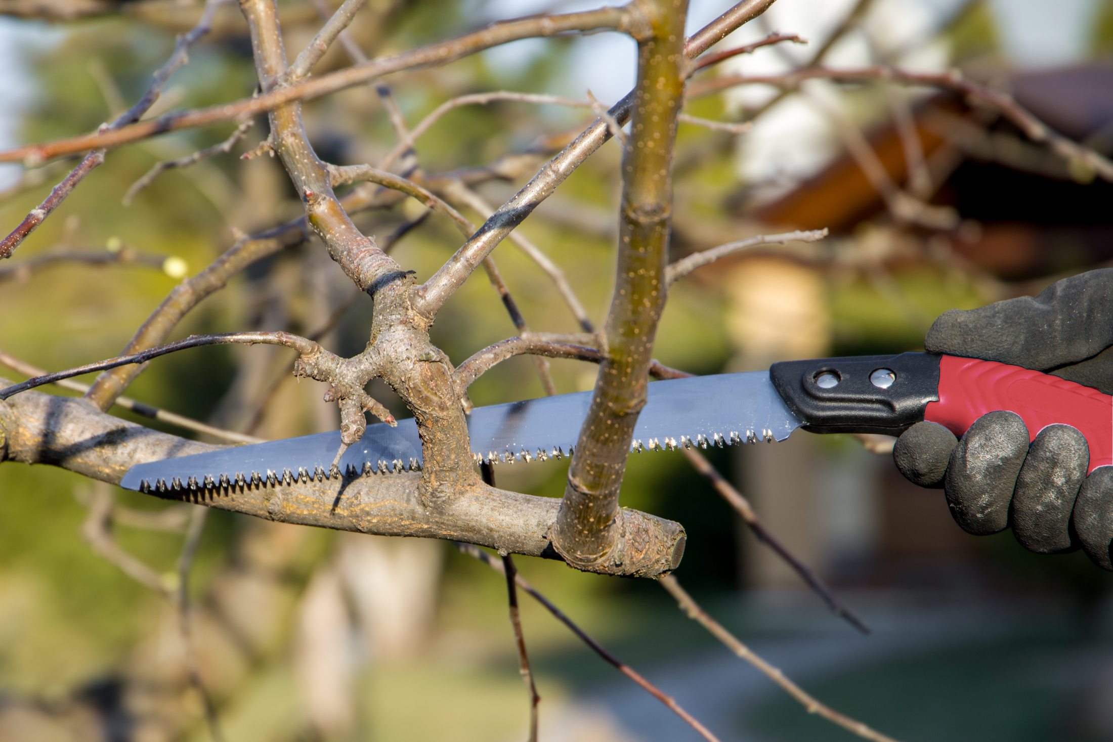 Pruning Saw